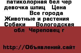 патиколорная бел/чер девочка шпиц › Цена ­ 15 000 - Все города Животные и растения » Собаки   . Вологодская обл.,Череповец г.